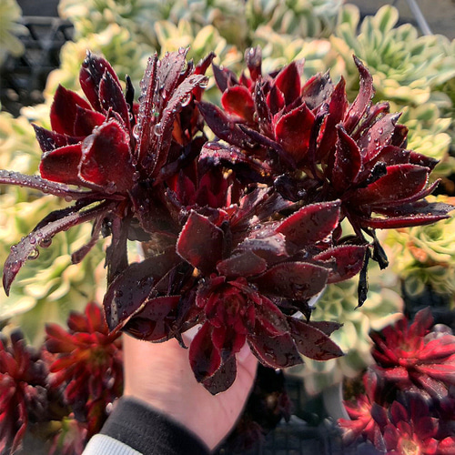 19#多肉植物アエオニウム❤️ブラックマジック❤️25頭17cm 拔き 19#多肉植物アエオニウム❤️ブラックマジック❤️25頭17cm 拔き