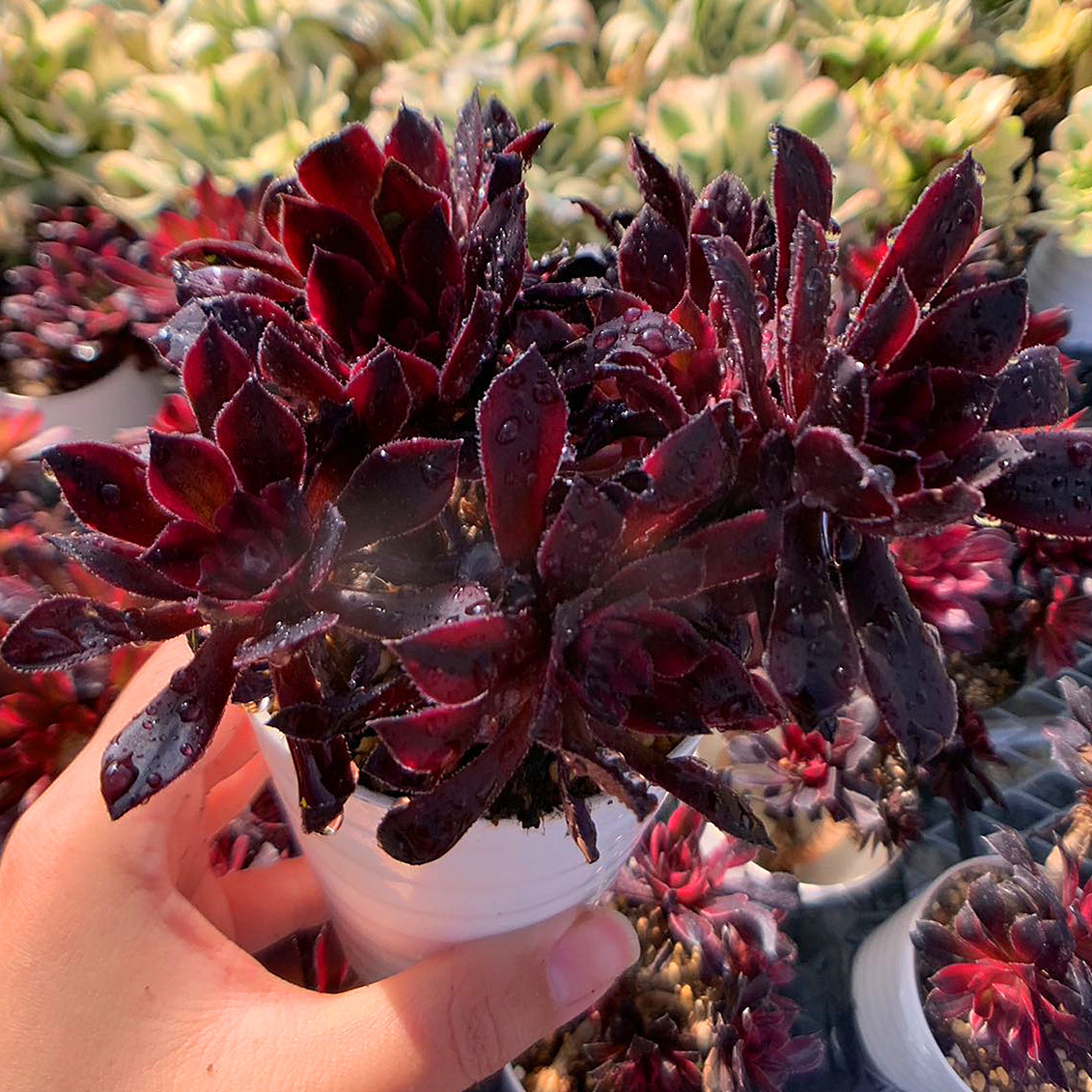 多肉植物　ブラックストライプ錦　1苗のみ 多肉植物 ブラックストライプ錦 1苗のみ