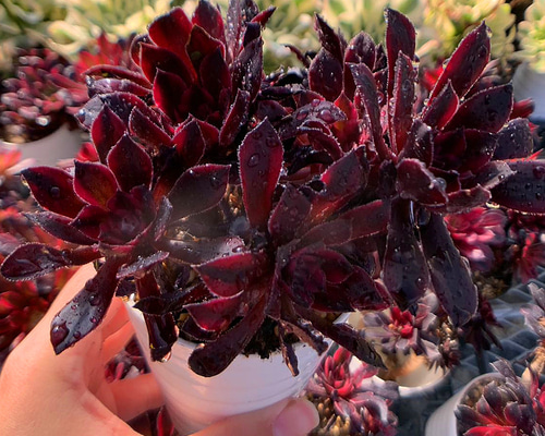 楽天市場】多肉植物 plkエケベリア ブラックサバス