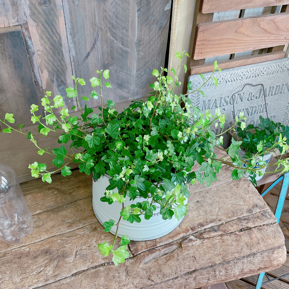 現品ラスト♡【ダックフットアイビー】可愛い葉っぱのミニ観葉植物！オシャレな白系ブリキ鉢！アイビーヘデラ 2枚目の画像