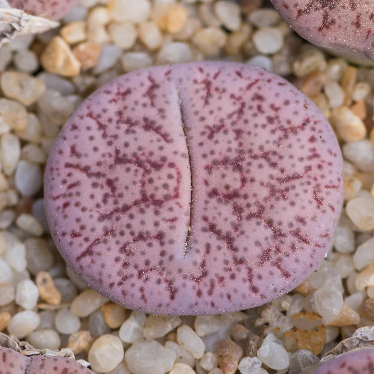 発送kamekichinosuke3様　確認用　多肉植物リトープス抜き苗 8/4