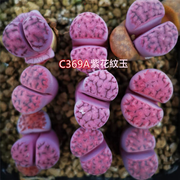 レア 多肉植物 リトープス 紫花紋玉 1.2cm 抜き苗 1株 多肉植物 愛多肉