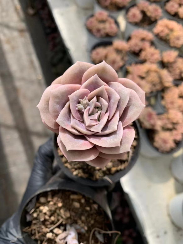 ③多肉植物【ラブリーローズ】2苗セット 抜き苗 エケベリア ラブリー