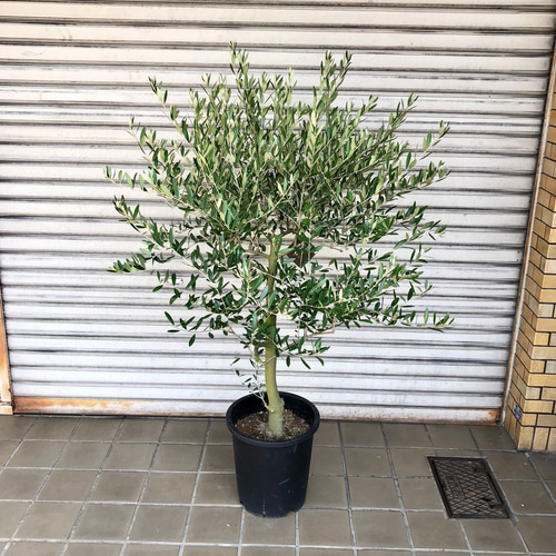 ［現品］☆おしゃれ☆ 63番　創樹　オリーブネバディロブランコ　オリーブの木 現品 厳選株/ オリーブの木 オリーブ souju ネバディロブランコ