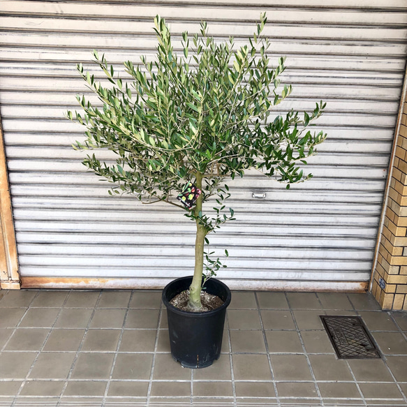 ①オリーブの木　souju 『ネバディロブロンコ』9号　特大苗木　行灯仕立て ①オリーブの木 souju 『ネバディロブロンコ』9号 特大苗木 行灯仕立て