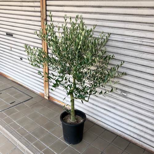 オリーブの木【SOUJU】ネバディロブランコ9寸幹極太 品質抜群 シ オリーブ 鉢植え 9号（562:ネバディロブランコ）創樹ブランド