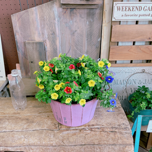 ラスト！SALE！春♡【カリブラコアミックス寄せ植え】ナチュラル