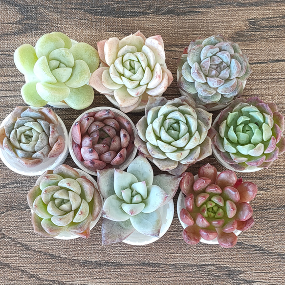 ①ミニ苗大量セット✨多肉植物　エケベリア　カット苗　寄せ植えに！ 5848_1.jpg