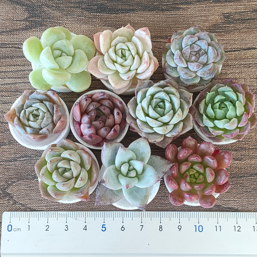 多肉植物 10苗セット 名前付き (カット苗)【エケベリア】 多肉 多肉植物 10苗セット 名前付き (カット苗)【エケベリア】 多肉