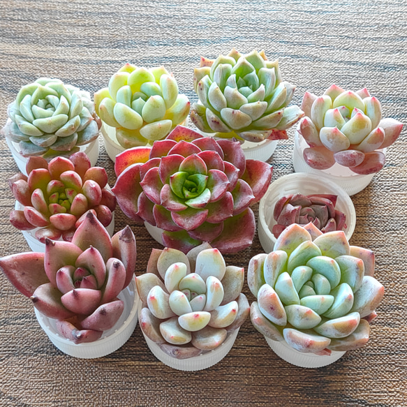 エケベリアの販売,エケベリアの激安通販,エケベリアの増やし方,エケベリアの育て方,多肉植物エケベリア紅葉,エケベリア種類,エケベリアの贈り物,エケベリア の楽しみ方,エケベリア種類,多肉種類,新築祝い,開店祝い,入学祝,転勤祝い,敬老祝い,開業祝,多肉おくりもの,たにく ... 多肉植物　エケベリア　Gold castle ゴールドキャッスル　極上斑入り