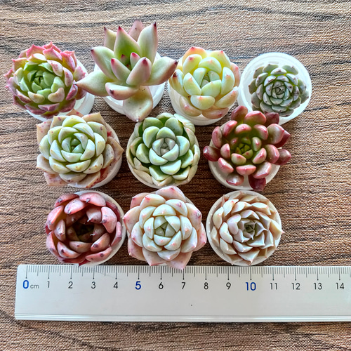 多肉植物 10苗セット 名前付き (カット苗)【エケベリア】 多肉植物
