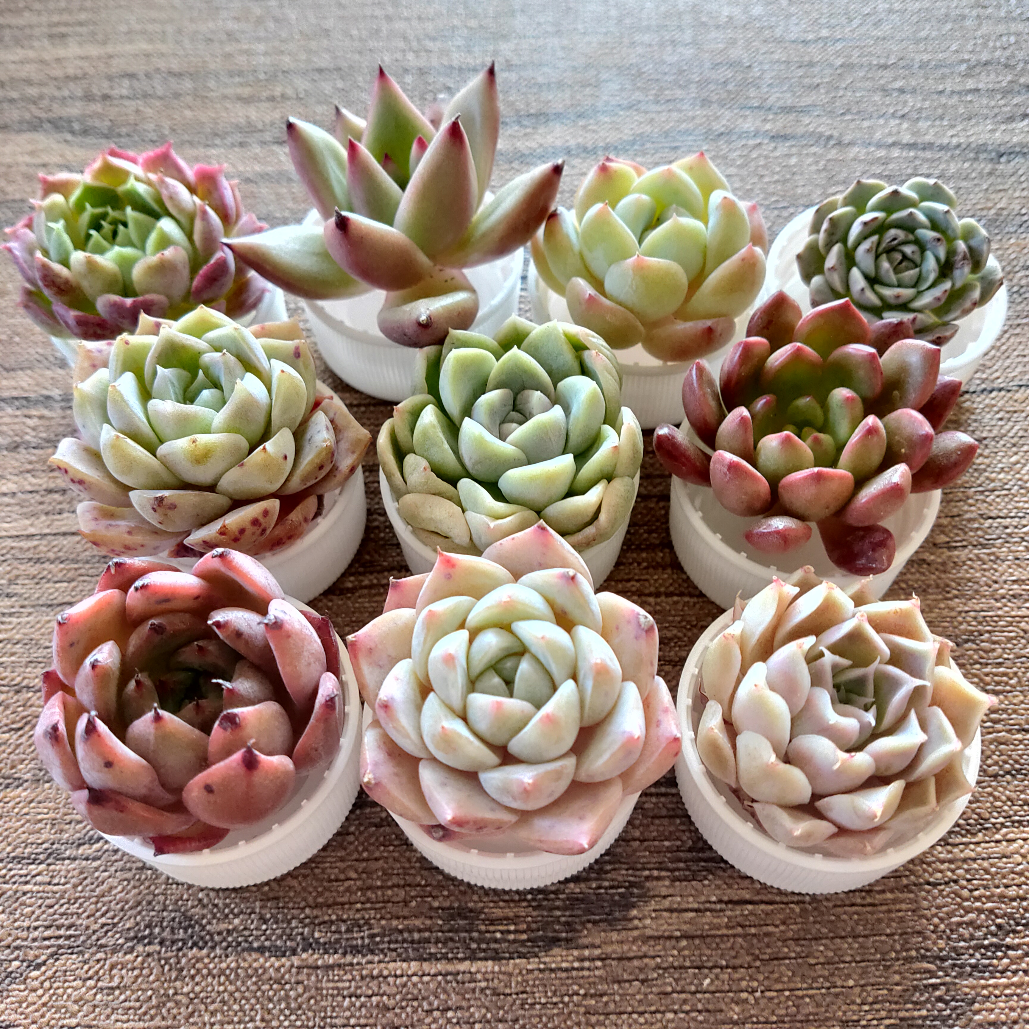 多肉植物 10苗セット 名前付き (カット苗)【エケベリア】 多肉