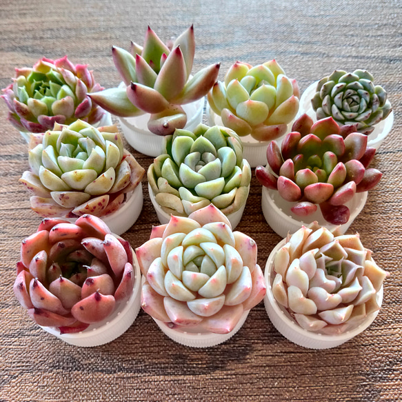 ✾X多肉植物 エケベリア セダム カット苗 寄せ植えセット ミニ