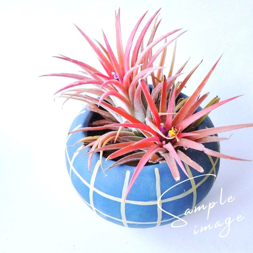 植物が喜ぶ植木鉢 陶器鉢 植物鉢 多肉鉢 多肉植物 多肉 観葉植物