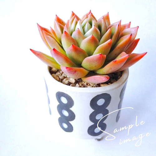 植木 陶器鉢 塊根植物 多肉植物 多肉植物 観葉植物 プランター 植木鉢 BOTANICAL POT ASP-L 1点 [藤田鉄工所 宮城県 気仙沼市