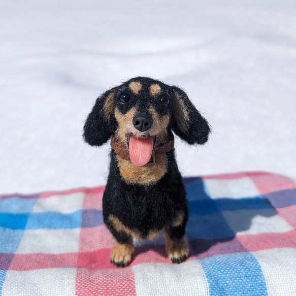 【展示品販売】ダックス【鼻先からお尻10.5cm】羊毛フェルト犬 ダックスフンド ブラタン ペットロス お出かけ 4枚目の画像