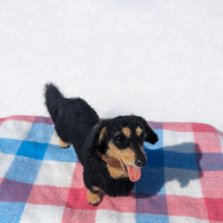 【いつも一緒に】ダックス【鼻先からお尻10.5cm】羊毛フェルト犬 ダックスフンド ブラタン ペットロス お出かけ 12枚目の画像