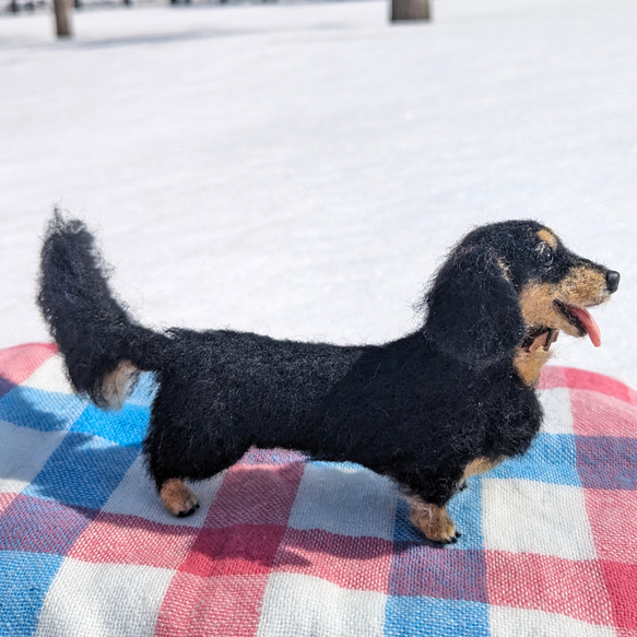 【展示品販売】ダックス【鼻先からお尻10.5cm】羊毛フェルト犬 ダックスフンド ブラタン ペットロス お出かけ 10枚目の画像