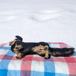 【展示品販売】ダックス【鼻先からお尻10.5cm】羊毛フェルト犬 ダックスフンド ブラタン ペットロス お出かけ 9枚目の画像