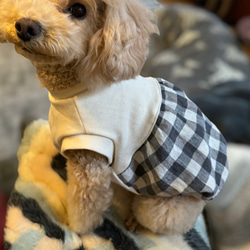 犬服　春服　ワッシャーリネン　バルーンタンク　 2枚目の画像