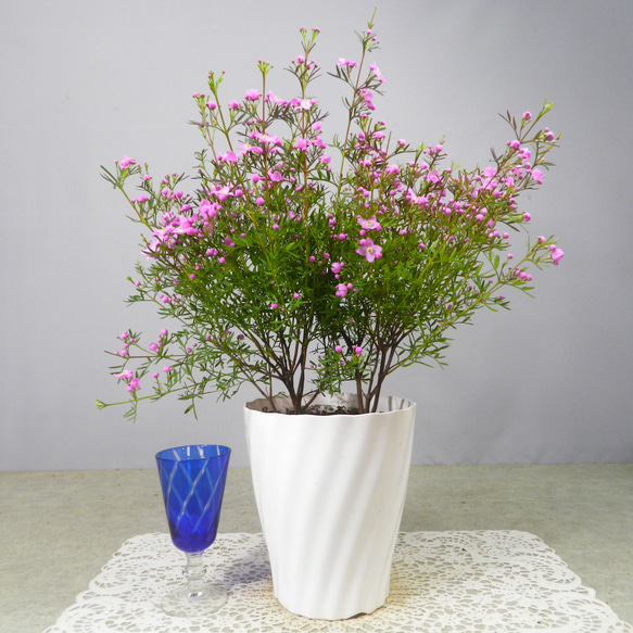 手描きのお花が可愛い大きな火鉢 骨董 鉢 花入 睡蓮鉢 メダカ 金魚 陶器 色絵 鉢カバー 楽天市場