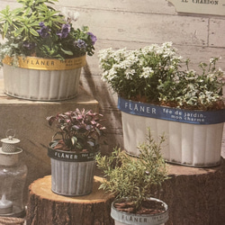 《可愛いブリキアンティーク鉢 》オフリールジョーロ 観葉植物 多肉植物 お花寄せ植え ブリキ缶 アンティーク 569 2枚目の画像
