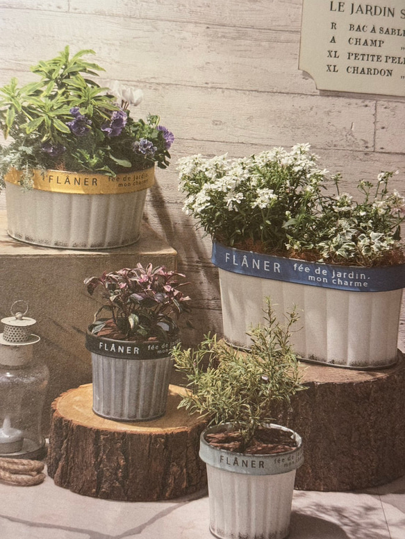 《可愛いブリキアンティーク鉢 》オフリールジョーロ 観葉植物 多肉植物 お花寄せ植え ブリキ缶 アンティーク 569 2枚目の画像