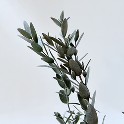 フレッシュ/ユーカリ/グニー/ドライフラワー用/ハンドメイド/無農薬