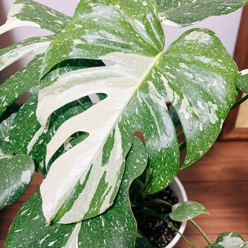 ［現品］【希少】5番　モンステラ　斑入り　7号　レア　観葉植物　室内　鉢受け皿付 現品］【希少】5番 モンステラ 斑入り 7号 レア 観葉植物 室内