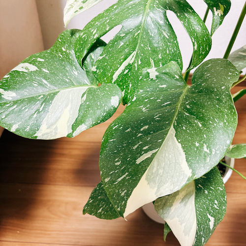 ［現品］【希少】5番　モンステラ　斑入り　7号　レア　観葉植物　室内　鉢受け皿付 現品］【希少】5番 モンステラ デリシオーサ 斑入り 7号 観葉