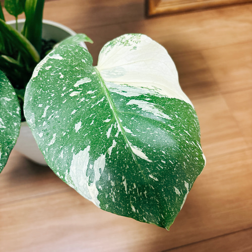［現品］【希少】5番　モンステラ　斑入り　7号　レア　観葉植物　室内　鉢受け皿付 現品］【希少】2番 モンステラ 斑入り 7号 レア 観葉植物 室内