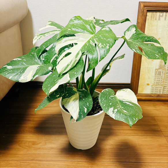 ［現品］【希少】5番　モンステラ　斑入り　7号　レア　観葉植物　室内　鉢受け皿付 現品］【希少】5番 モンステラ 斑入り 7号 レア 観葉植物 室内