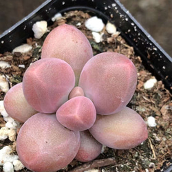 速達便で発送❣️新入荷 超レア 多肉植物 ドロサンテマ 超キラキラ