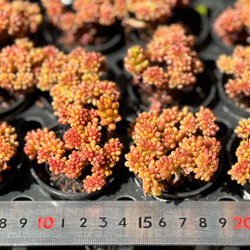 レッドベリー綴化 群生根付き 韓国苗 セダム 多肉植物 多肉植物