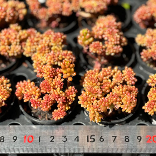 レッドベリー綴化 群生根付き 韓国苗 セダム 多肉植物 多肉植物