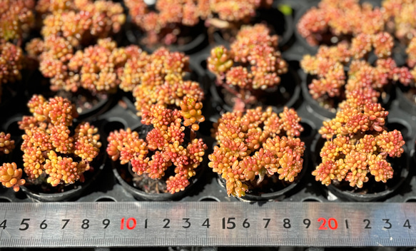 レッドベリー綴化 群生根付き 韓国苗 セダム 多肉植物 多肉植物