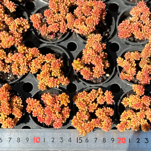 美苗！ レッドベリー 群生 抜き苗 多肉植物 セダム 多肉植物 セダム レッドベリー 7.5cmポット苗 : ハニーミント - 通販