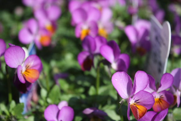 極小ビオラ♡『夜明ノオト リトルコニー☆』 4ポットセット アート