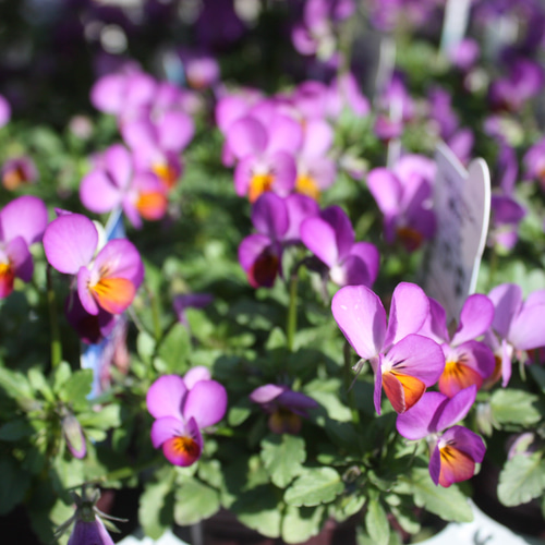 極小ビオラ♡『夜明ノオト リトルコニー☆』 4ポットセット アート