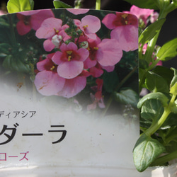 春色♪可愛い2色セット『ディアスキア　アップルブロッサム＆ローズ♡』 5枚目の画像