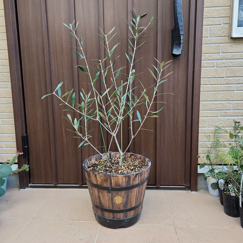 オリーブの木 エルグレコ 樽型鉢植え 苗 シンボルツリーに 盆栽