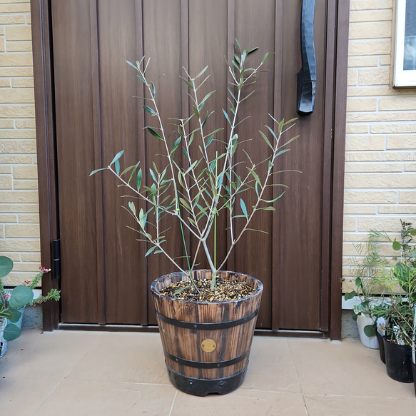 オリーブの木 エルグレコ 樽型鉢植え 苗 シンボルツリーに 盆栽