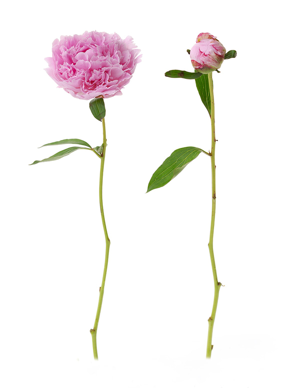 陶器の花瓶と花の組み合わせ【生花】シャクヤク　サラベル 11枚目の画像
