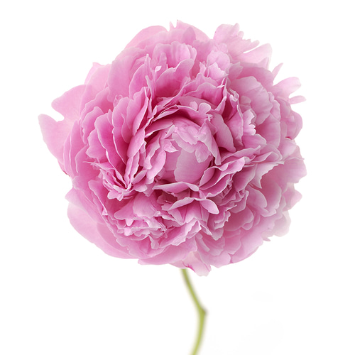 陶器の花瓶と花の組み合わせ【生花】シャクヤク サラベル 一輪挿し