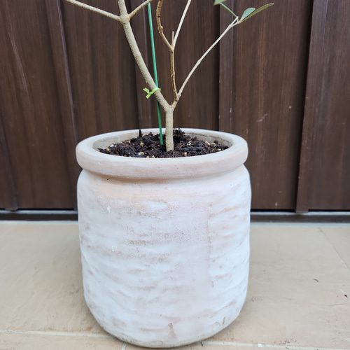 オリーブの木 ネバディロブランコ テラコッタ鉢植え 苗 その他