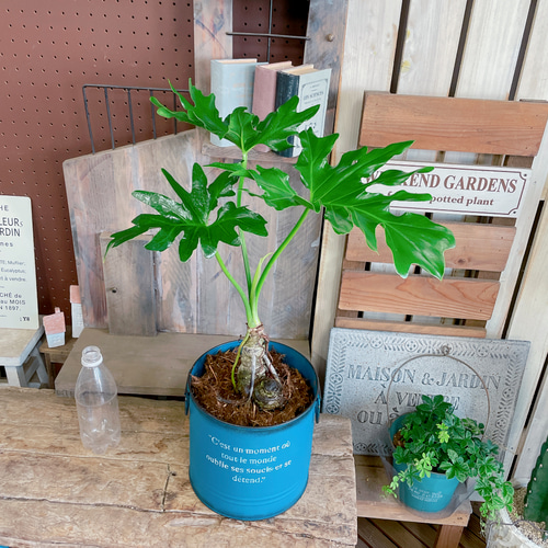 値下げ！現品のみ♡【根あがりセローム】カッコイイ観葉植物♡ブルー系