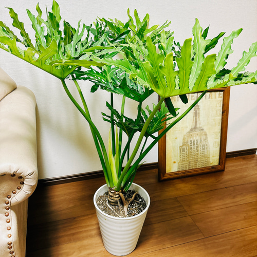 引き取り限定　フィロデンドロン　セローム　6号　幹曲がり　観葉植物 フィロデンドロン：セローム（幹上がり） 6号 の通販 | 園芸ネット