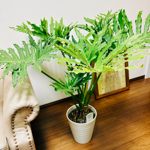現品］A フィロデンドロン セローム 幹上がり 8号 観葉植物