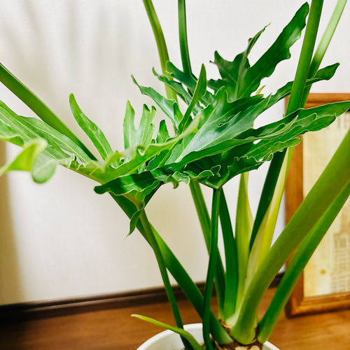 現品］A フィロデンドロン セローム 幹上がり 8号 観葉植物