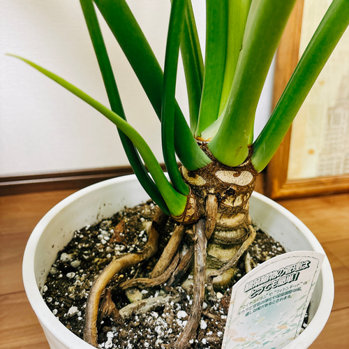 現品］A フィロデンドロン セローム 幹上がり 8号 観葉植物